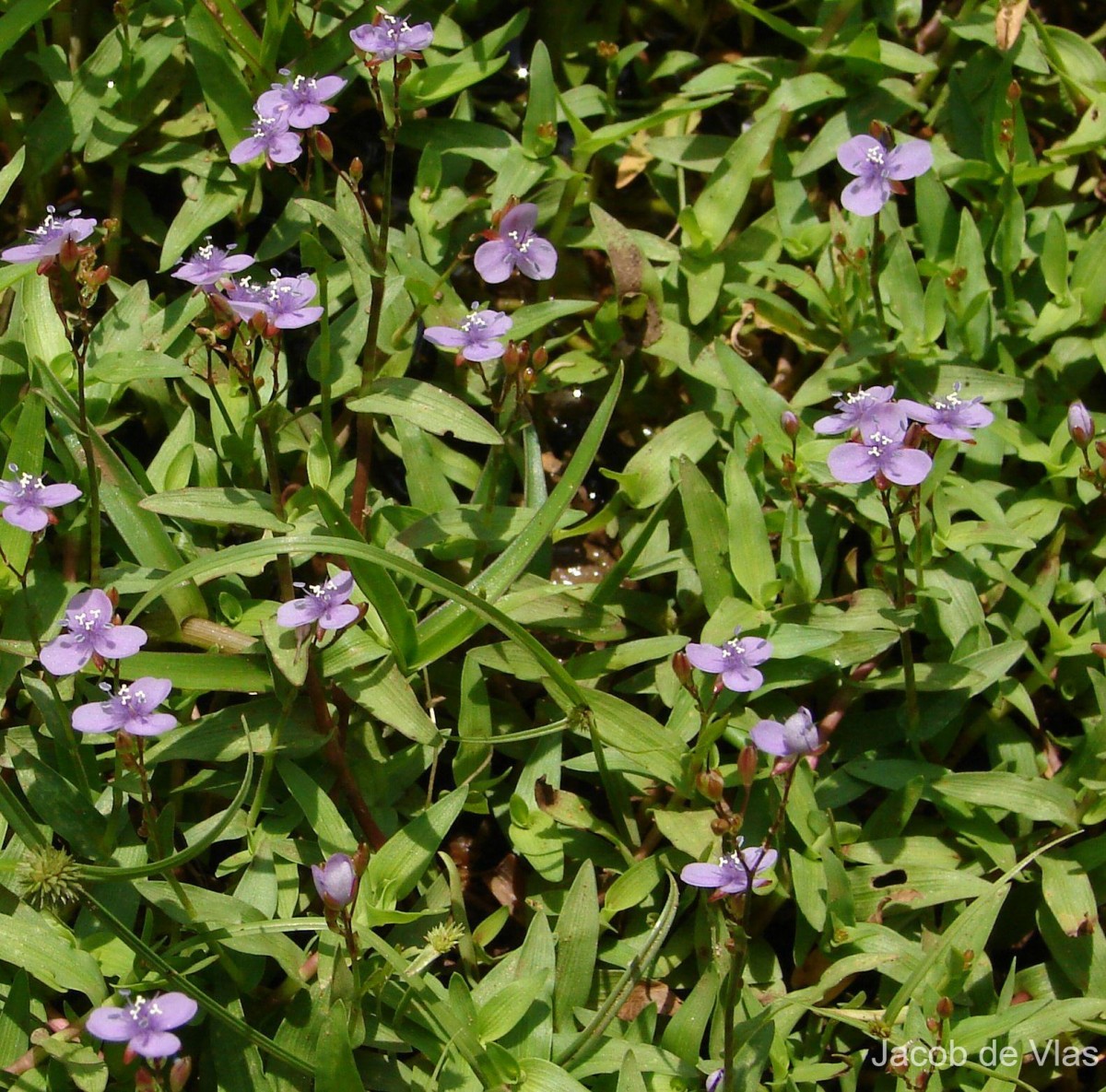 Murdannia spirata var. spirata (L.) G.Brückn.